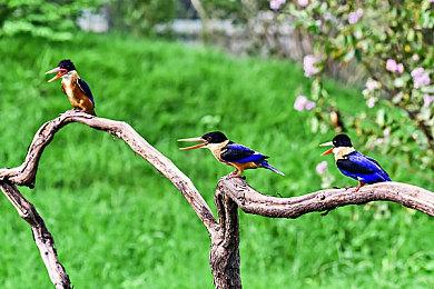 经典养成《美少女梦工场》新作开发中 韩国开发商D-ZARD负责