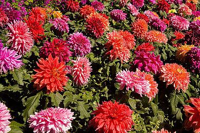 Switch对比PS4《女神异闻录5R》分辨率欠佳